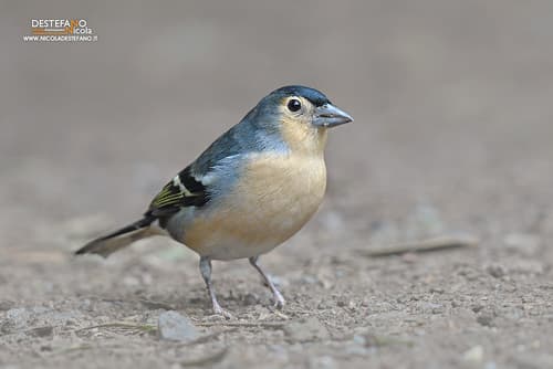 Canary Islands Chaffinch