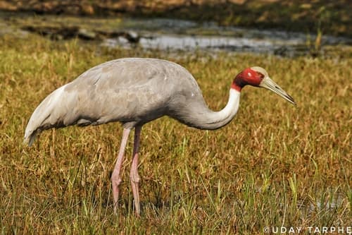 Sarus Crane
