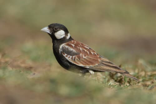 Chestnut-backed Sparrow-Lark