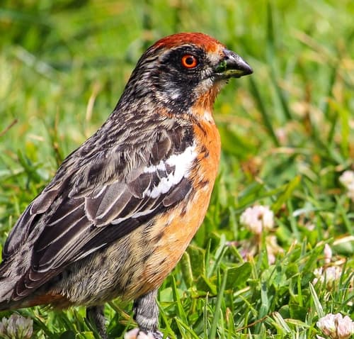 Rufous-tailed Plantcutter
