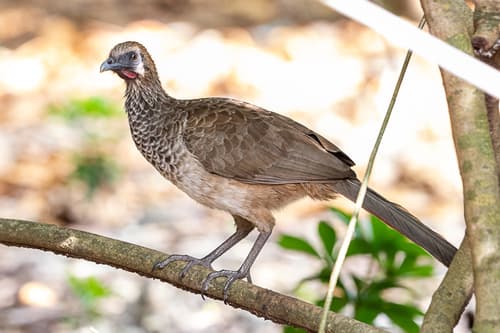 East Brazilian Chachalaca