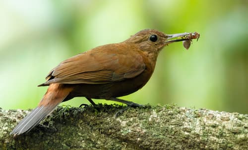 Rufous-breasted Leaftosser