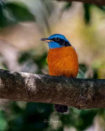 Blue-capped Rock-Thrush
