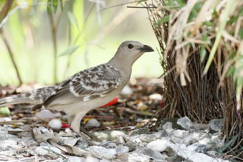 Great Bowerbird
