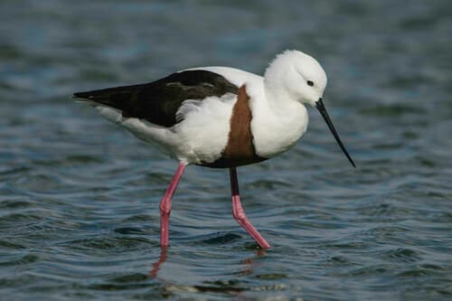 Banded Stilt