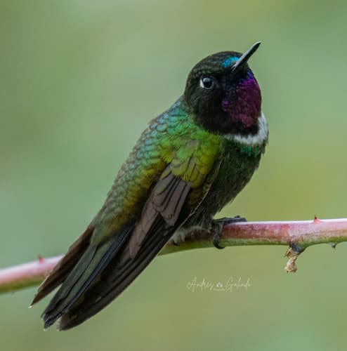 Longuemare's Sunangel