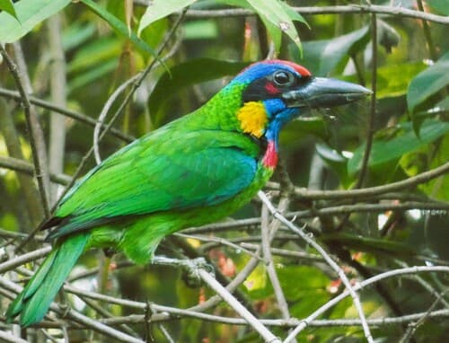 Red-crowned Barbet