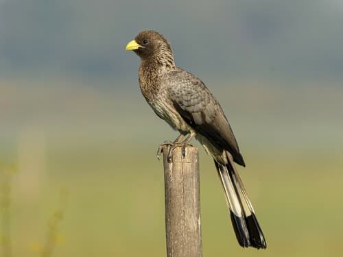 Eastern Plantain-eater
