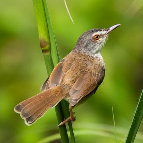 Rufescent Prinia