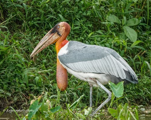 Greater Adjutant