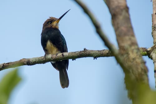 Brown Jacamar