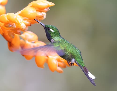 Purple-bibbed Whitetip