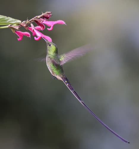 Black-tailed Trainbearer