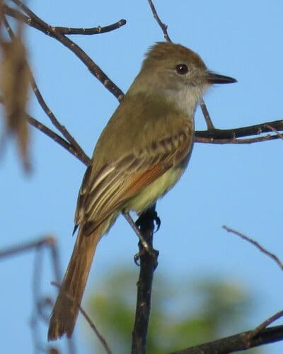 Yucatán Flycatcher