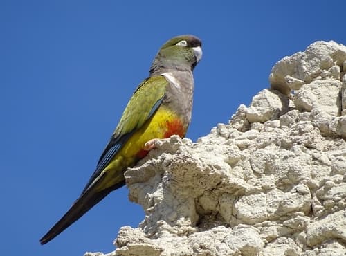 Burrowing Parakeet