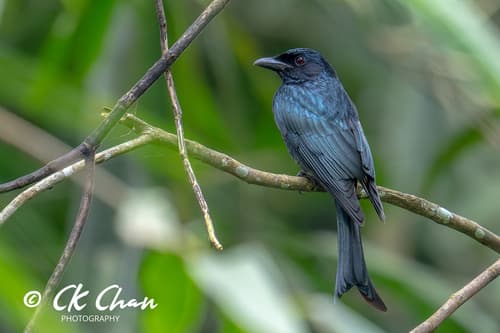 Crow-billed Drongo