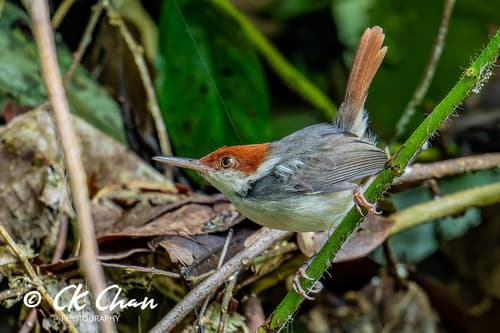 Rufous-tailed Tailorbird
