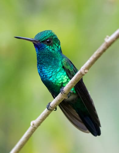 Blue-chinned Sapphire