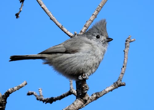 Juniper Titmouse