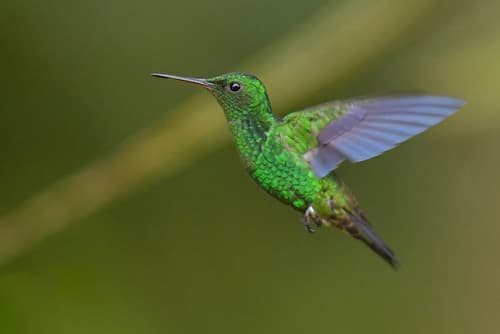 Steely-vented Hummingbird