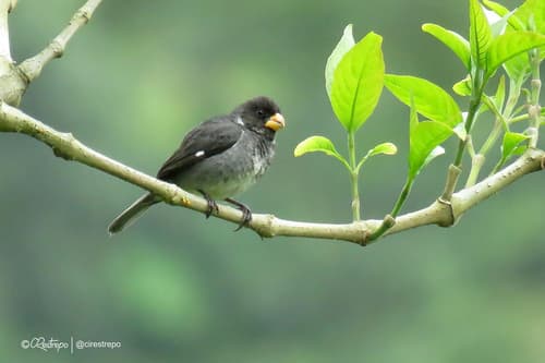 Gray Seedeater