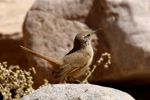 Cordilleran Canastero