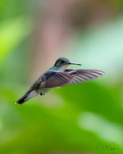 White-bellied Emerald