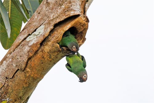 Dusky-headed Parakeet