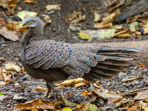 Grey Peacock-Pheasant