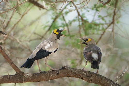 Wattled Starling