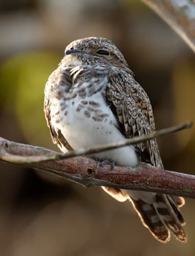 Sand-colored Nighthawk