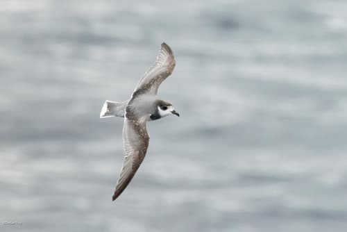 Blue Petrel