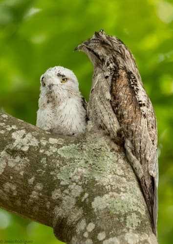 Northern Potoo
