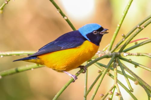 Golden-rumped Euphonia