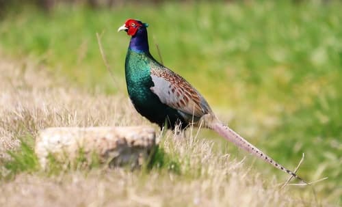 Green Pheasant