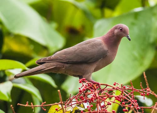 Short-billed Pigeon