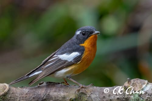 Mugimaki Flycatcher