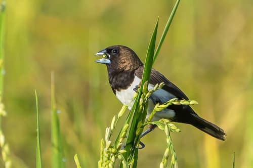 Javan Munia