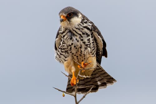 Amur Falcon