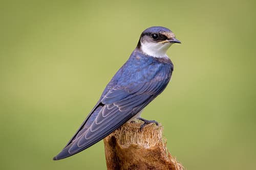 White-throated Swallow