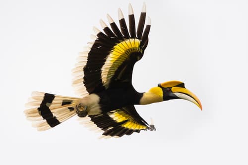 Great Hornbill