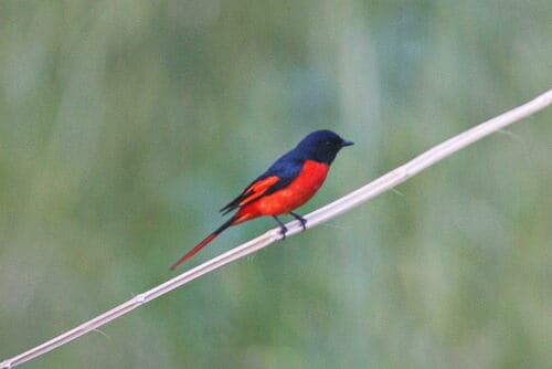 Long-tailed Minivet