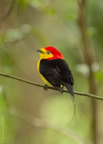Wire-tailed Manakin