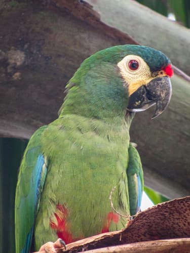 Blue-winged Macaw