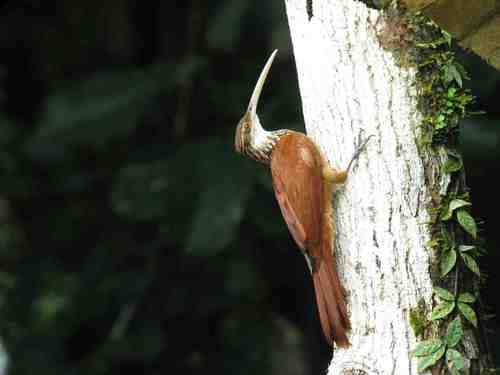 Long-billed Woodcreeper