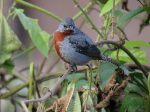 Chestnut-bellied Seedeater