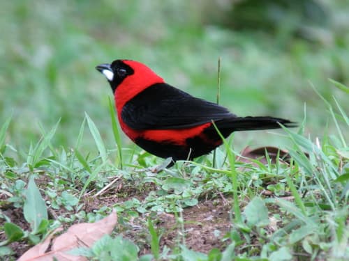 Masked Crimson Tanager