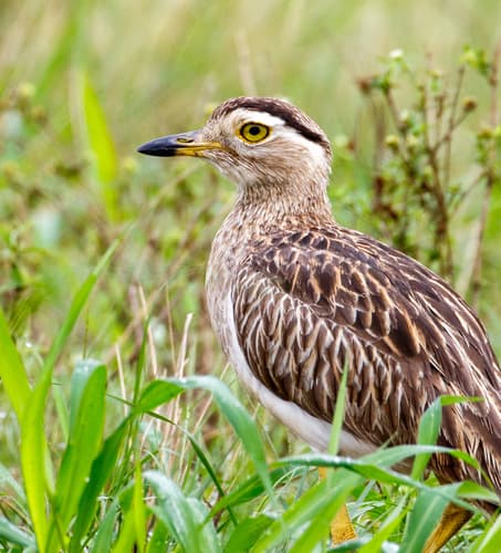 Double-striped Thick-knee