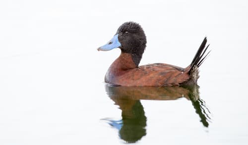 Andean Duck