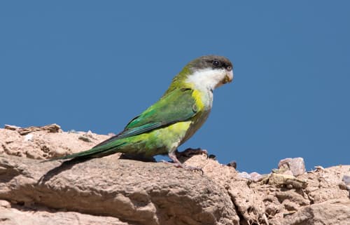 Gray-hooded Parakeet